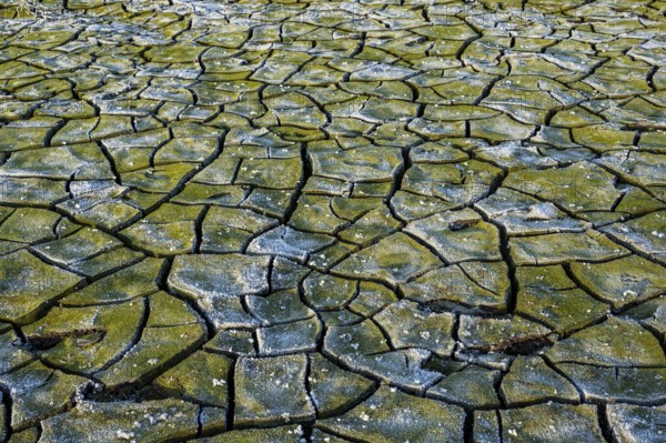 Winter hoarfrost at Ahlhorn fish ponds, Ahlhorn fish ponds, Ahlhorn, Lower Saxony, Germany