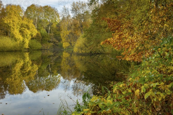 Autumn at the Ahlhorn fish ponds, forest, Ahlhorn, Lower Saxony, Germany