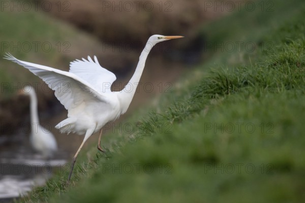 Great White Egret (Ardea alba, syn.: Casmerodius albus, Egretta alba), Dümmer, Lembruch, Lower Saxony, Germany