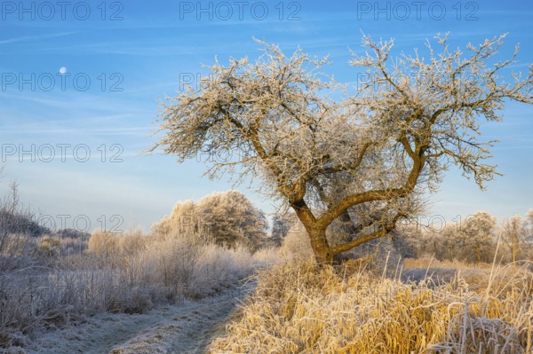 Winter hoarfrost at Ahlhorn fish ponds, apple tree, Ahlhorn fish ponds, Ahlhorn, Lower Saxony, Germany