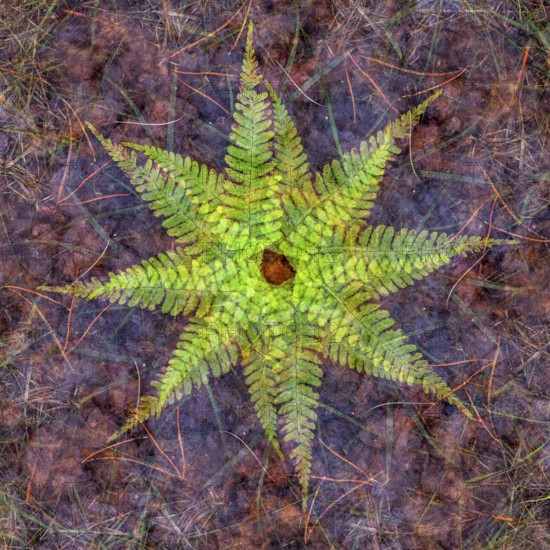 Autumn mosaic, multiple exposure of a forest floor, Ahlhorn, Lower Saxony, Germany