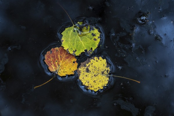 Leaves of an aspen (Populus tremula) in autumn, Goldenstedter, Lower Saxony, Germany