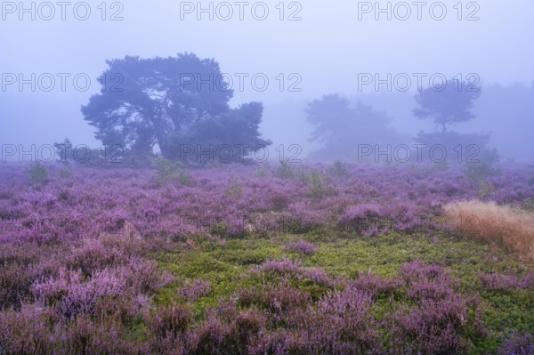 Flowering heather (Calluna vulgaris) with pine trees on a foggy morning in the Ahlhorner Heide, Ahlhorn, Lower Saxony, Germany