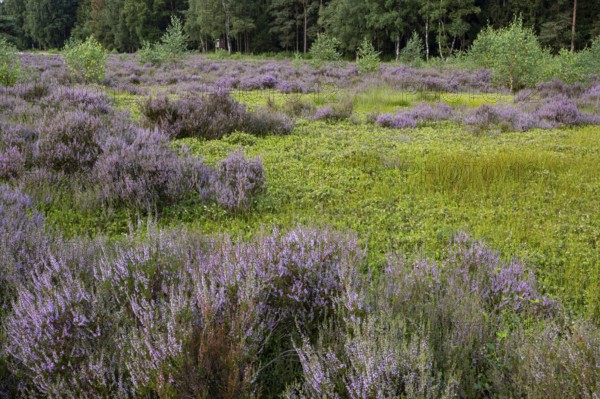 Flowering heather (Calluna vulgaris) at the Ahlhorn fishponds in late summer, Ahlhorn, Lower Saxony, Germany