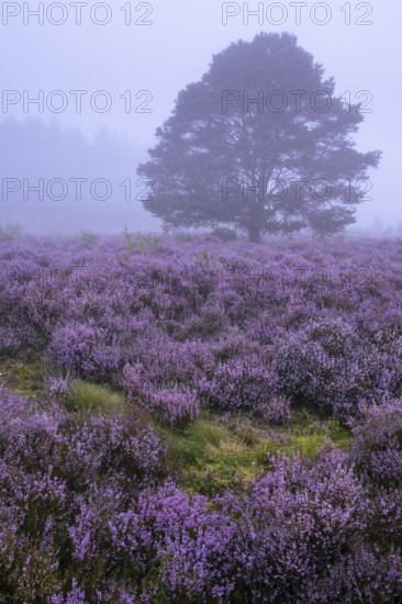 Flowering heather (Calluna vulgaris) with pine trees on a foggy morning in the Ahlhorner Heide, Ahlhorn, Lower Saxony, Germany