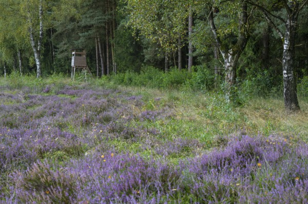 Flowering heather (Calluna vulgaris) at the Ahlhorn fish ponds in late summer, high seat, hunting, Ahlhorn, Lower Saxony, Germany