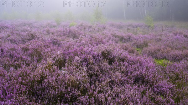 Flowering heather (Calluna vulgaris) on a foggy morning in the Ahlhorner Heide, Ahlhorn, Lower Saxony, Germany
