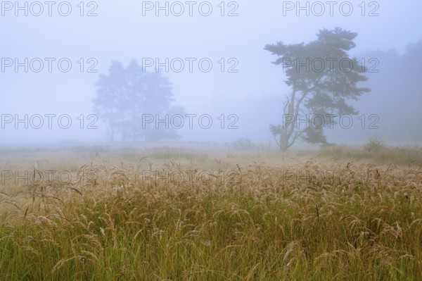 Foggy morning in the Ahlhorner Heide, Ahlhorn, Lower Saxony, Germany