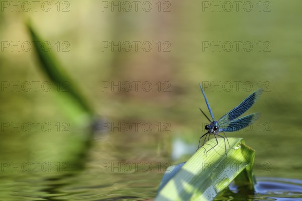 A Banded demoiselle (Calopteryx splendens) sitting on a curved leaf, iridescent wings glistening in the sun, Lower Saxony, Germany