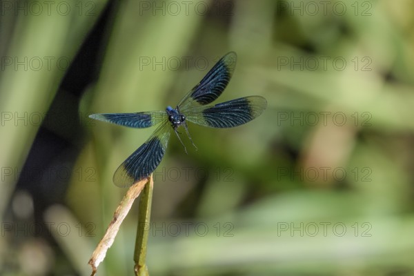 A Banded demoiselle (Calopteryx splendens) flies with outspread wings from the front, iridescent blue spotted wings glistening in the sun, Lower Saxony, Germany