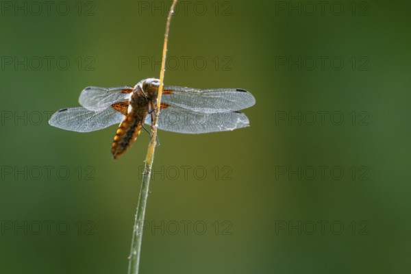 A flat-bellied dragonfly flat-bellied (Libellula depressa) with transparent wings sitting on a plant stem in close-up, Lower Saxony, Germany