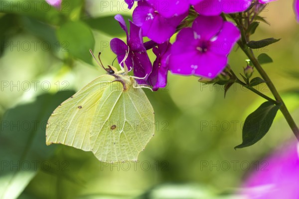 Lemon butterfly (Gonepteryx rhamni), Vechta, Lower Saxony, Germany