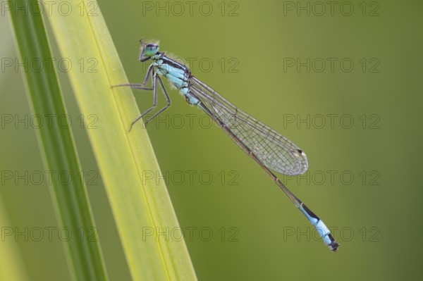 Blue-tailed damselfly (Ischnura elegans), Ahlhorn, Lower Saxony, Germany