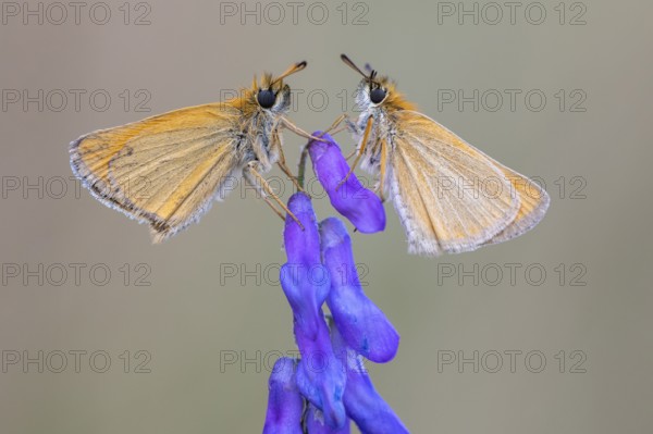Large skipper (Ochlodes sylvanus), Ahlhorn, Lower Saxony, Germany