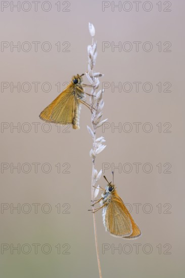 Large skipper (Ochlodes sylvanus), Ahlhorn, Lower Saxony, Germany