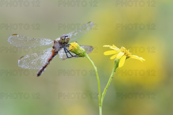 Marsh dragonfly (Sympetrum depressiusculum), Ahlhorn, Lower Saxony, Germany