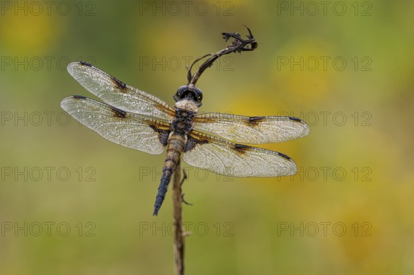 Four-spotted dragonfly (Libellula quadrimaculata), Ahlhorn, Lower Saxony, Germany