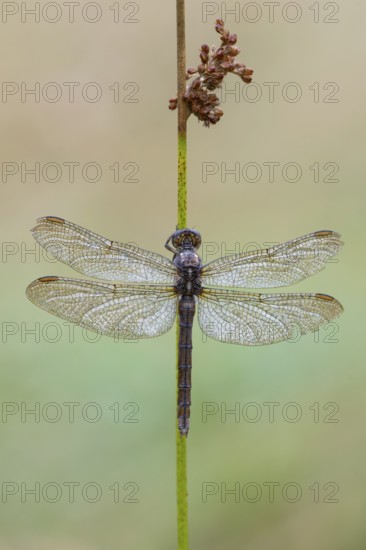 Marsh dragonfly (Sympetrum depressiusculum), Ahlhorn, Lower Saxony, Germany