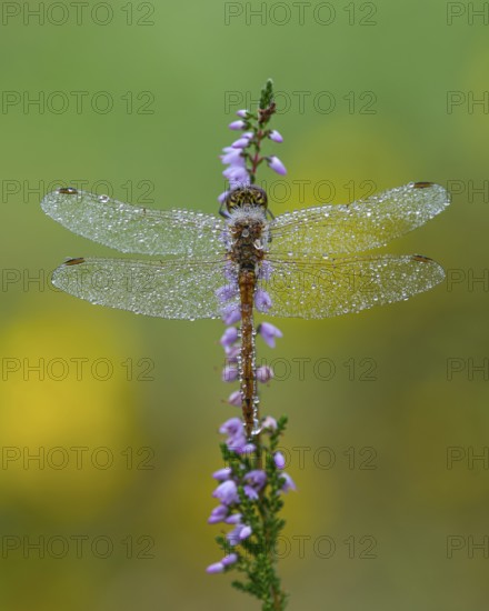 Marsh dragonfly (Sympetrum depressiusculum) in the morning dew on flowering heather (Calluna vulgaris), Ahlhorn, Lower Saxony, Germany