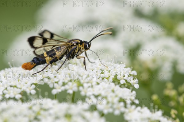 Large birch glasswing (Synanthedon scoliaeformis), Ahlhorn, Lower Saxony, Germany