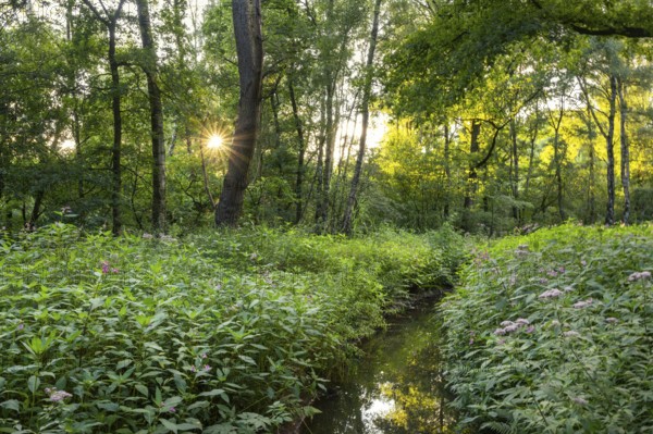 Balsam (Impatiens), neophytes, Ahlhorn, Lower Saxony, Germany