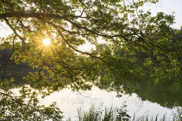 Sunrise at the Ahlhorn fishing pond in late summer, Ahlhorn, Lower Saxony, Germany