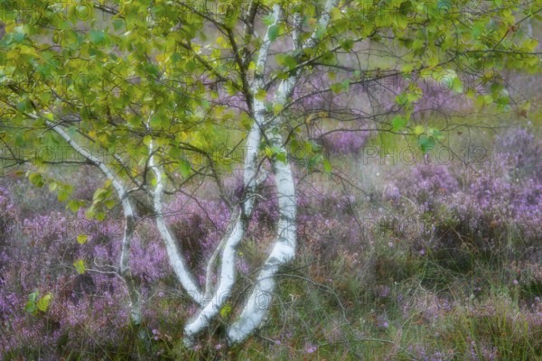 Birches for heather blossoms in the moor, Goldenstedter Moor, Goldenstedt, Lower Saxony, Germany