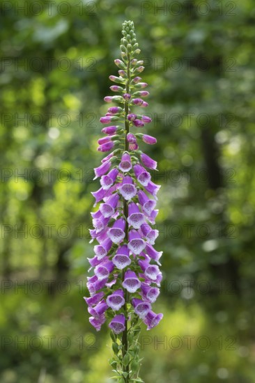 Flowering foxglove (Digitalis purpurea) in a forest clearing, Vechta, Lower Saxony, Germany