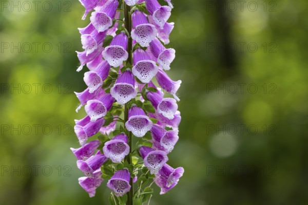 Flowering foxglove (Digitalis purpurea) in a forest clearing, Vechta, Lower Saxony, Germany