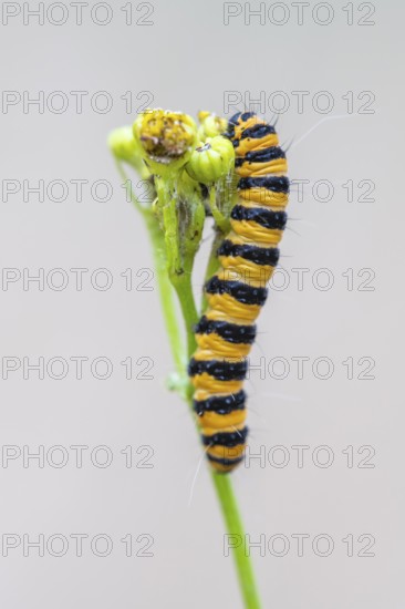 Caterpillar of the scabious bear (Tyria jacobaeae), Ahlhorn, Lower Saxony, Germany