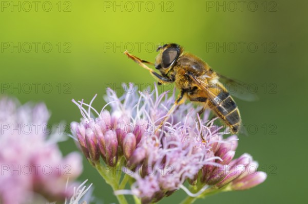 Hoverfly (Eristalis), Ahlhorn, Lower Saxony, Germany