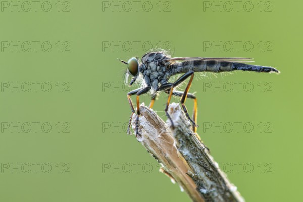 Tolmerus atricapillus (Tolmerus atricapillus), Ahlhorn, Lower Saxony, Germany