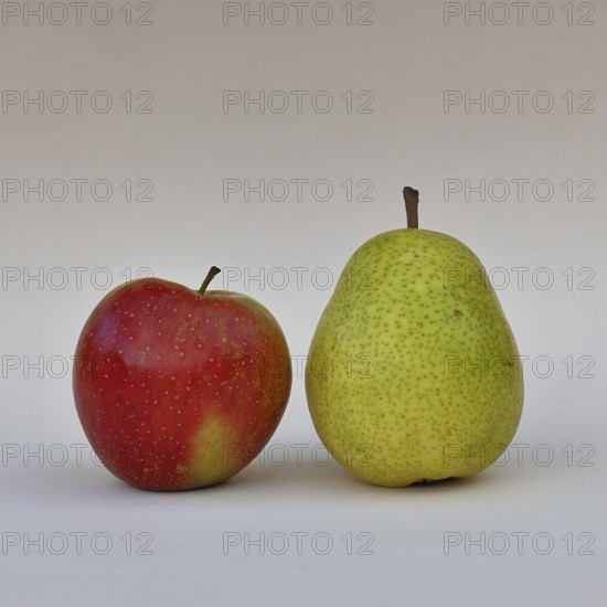 Apple (Malus) and pear (Pyrus communis), with white background, synonym for comparing apples with pears, Wilnsdorf, North Rhine-Westphalia, Germany