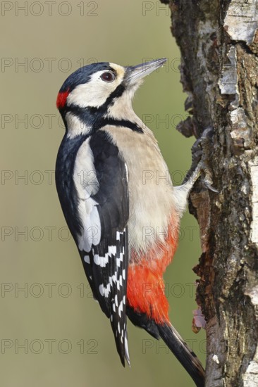 Great spotted woodpecker (Dendrocopus major), male, foraging on the trunk of a common birch (Betula pendula), wildlife, woodpeckers, nature photography, autumn, Wilnsdorf, North Rhine-Westphalia, Germany