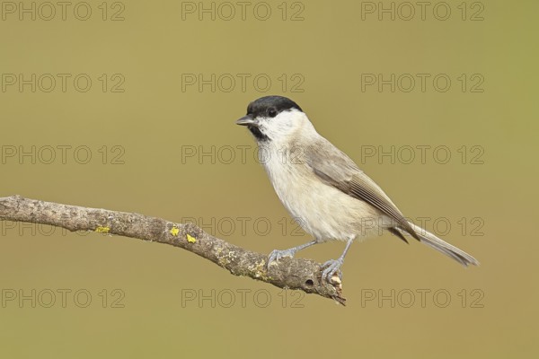 Willow Tit (Parus montanus), Willow Tit (Parus montanus) sitting on a branch overgrown with moss, Wildlife, Animals, Birds, Wilnsdorf, North Rhine-Westphalia, Germany