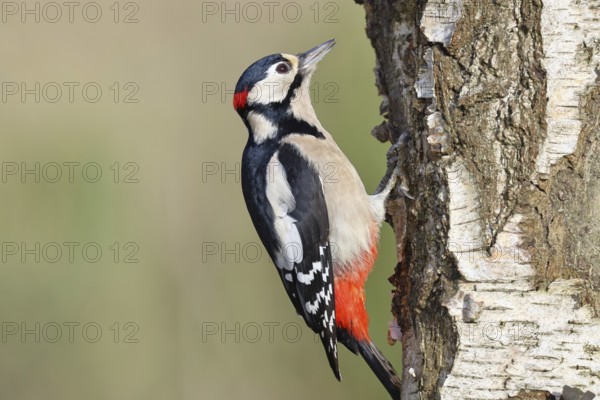 Great spotted woodpecker (Dendrocopus major), male, foraging on the trunk of a common birch (Betula pendula), wildlife, woodpeckers, nature photography, autumn, Wilnsdorf, North Rhine-Westphalia, Germany