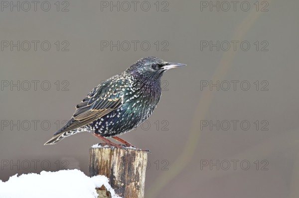 Starling (Sturnus vulgaris) adult bird in spotted winter plumage, sitting on a fence post, Wilnsdorf, North Rhine-Westphalia, Germany
