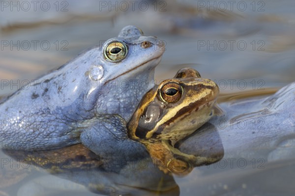 Blue moor frog (Rana arvalis) mating in the moor, Goldenstedter Moor, Lower Saxony, Germany