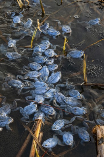 Blue moor frog (Rana arvalis) mating in the moor, Goldenstedter Moor, Lower Saxony, Germany