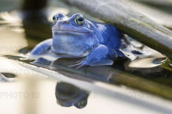 Blue moor frog (Rana arvalis) mating in the moor, Goldenstedter Moor, Lower Saxony, Germany