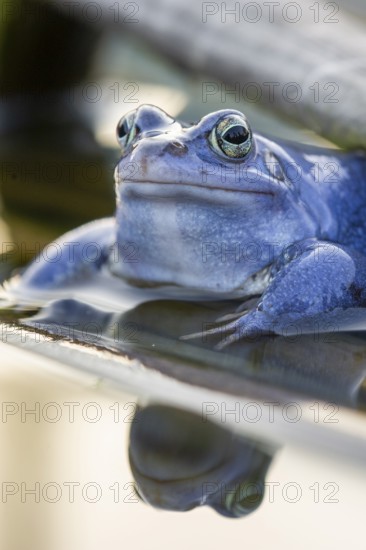 Blue moor frog (Rana arvalis) mating in the moor, Goldenstedter Moor, Lower Saxony, Germany