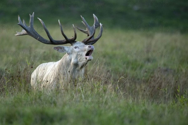 White red deer (Cervus elaphus) in rut, roaring, hunting, Klamptenborg, Copenhagen, Denmark