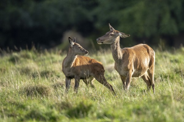 Red deer (Cervus elaphus), calf and doe, Klamptenborg, Copenhagen, Denmark