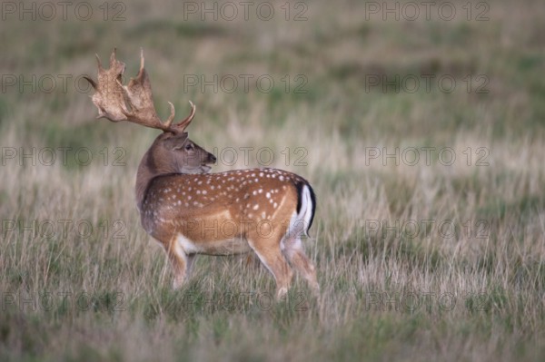 Fallow deer (dama dama), Klamptenborg, Copenhagen, Denmark