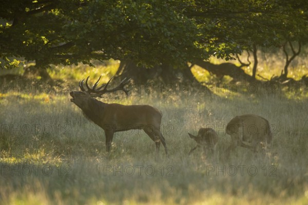 Red deer (Cervus elaphus) in rut, roaring, hunting, Klamptenborg, Copenhagen, Denmark