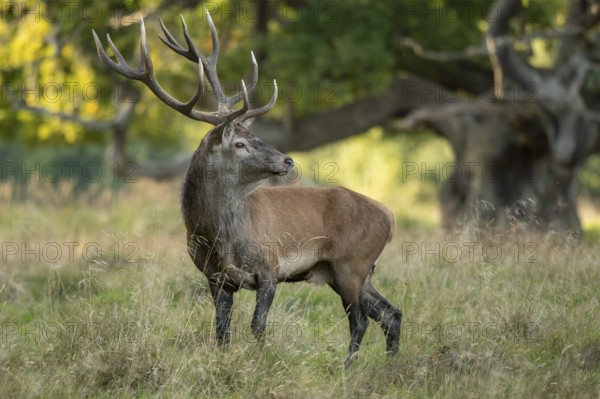 Red deer (Cervus elaphus) with heavy antlers in rut, Klamptenborg, Copenhagen, Denmark