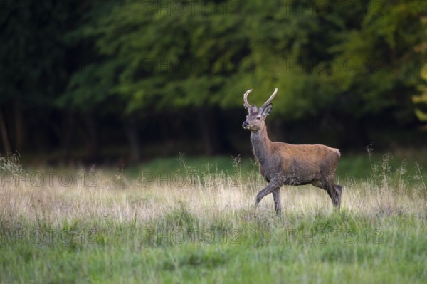 Red deer (Cervus elaphus) in rut, spit, hunting, Klamptenborg, Copenhagen, Denmark