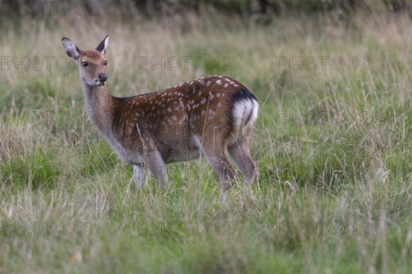 Fallow deer (dama dama), Klamptenborg, Copenhagen, Denmark