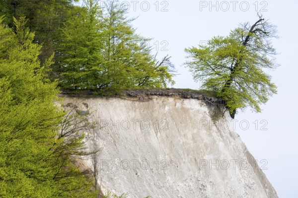 View of chalk cliffs in Jasmund National Park on Rügen, Sassnitz, Rügen, Mecklenburg-Western Pomerania, Germany