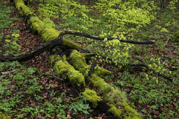 Old beech forest with dead wood in Jasmund National Park on Rügen, Sassnitz, Rügen, Mecklenburg-Western Pomerania, Germany